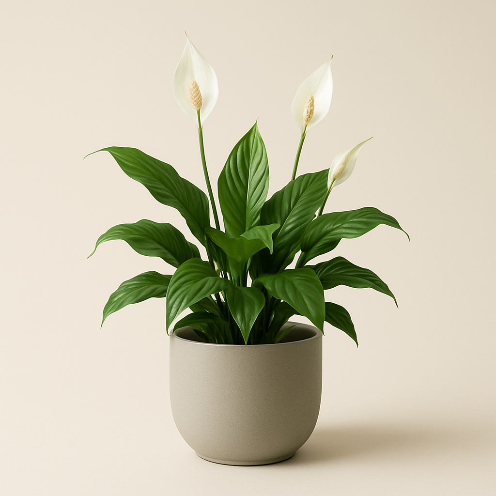 Peace Lily